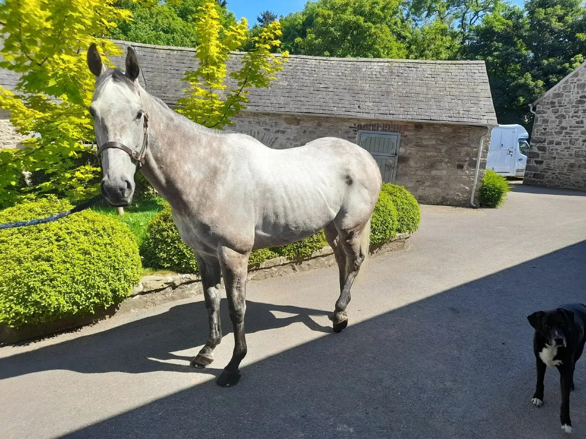 Potential eventer - Image 3