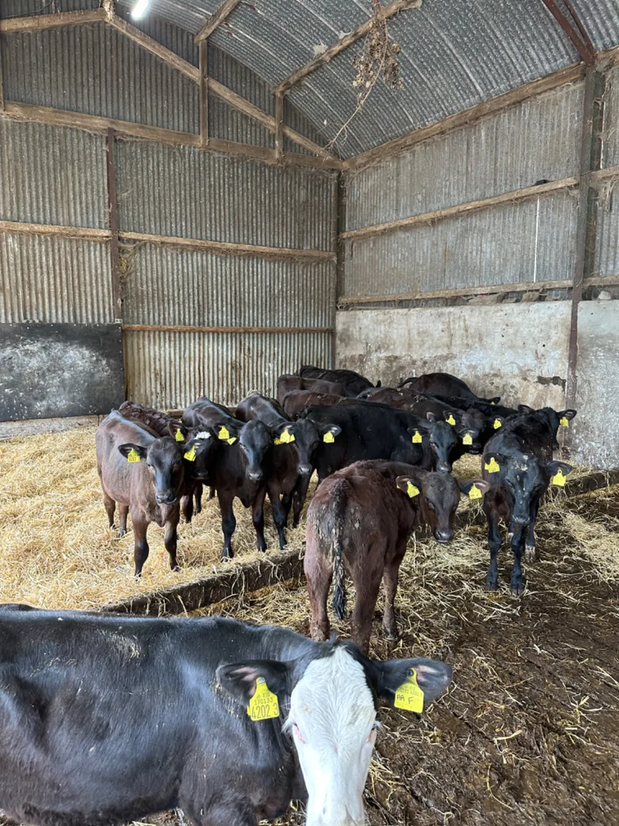 Angus heifers - Image 1
