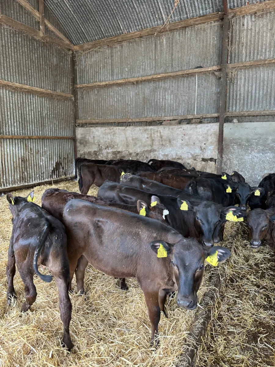 Angus heifers - Image 4