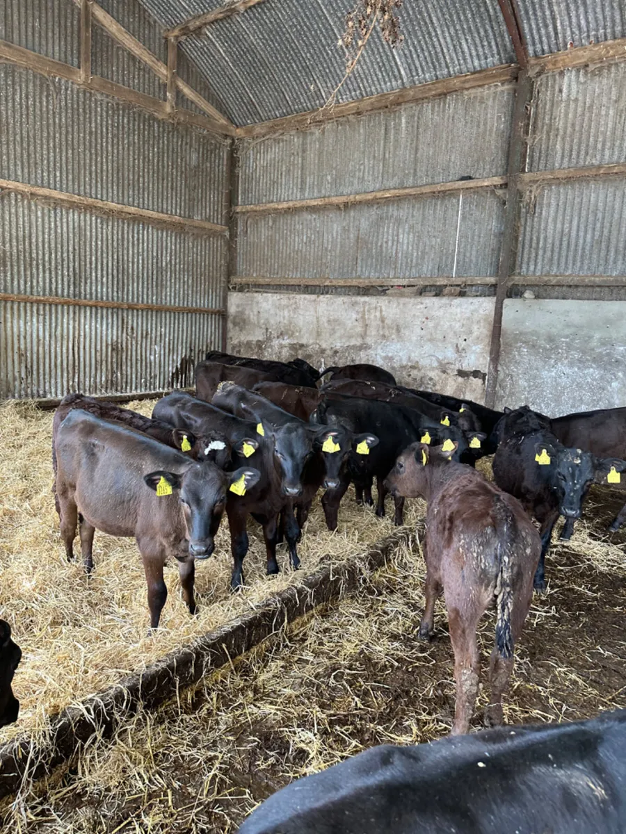 Angus heifers - Image 3