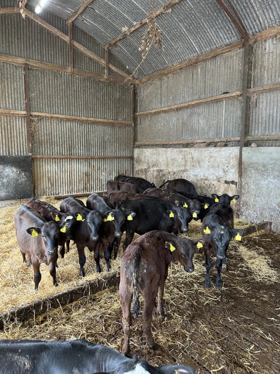 Angus heifers - Image 2