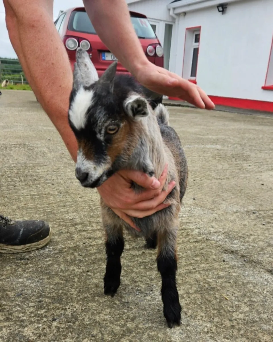 Pygmy goat - Image 2