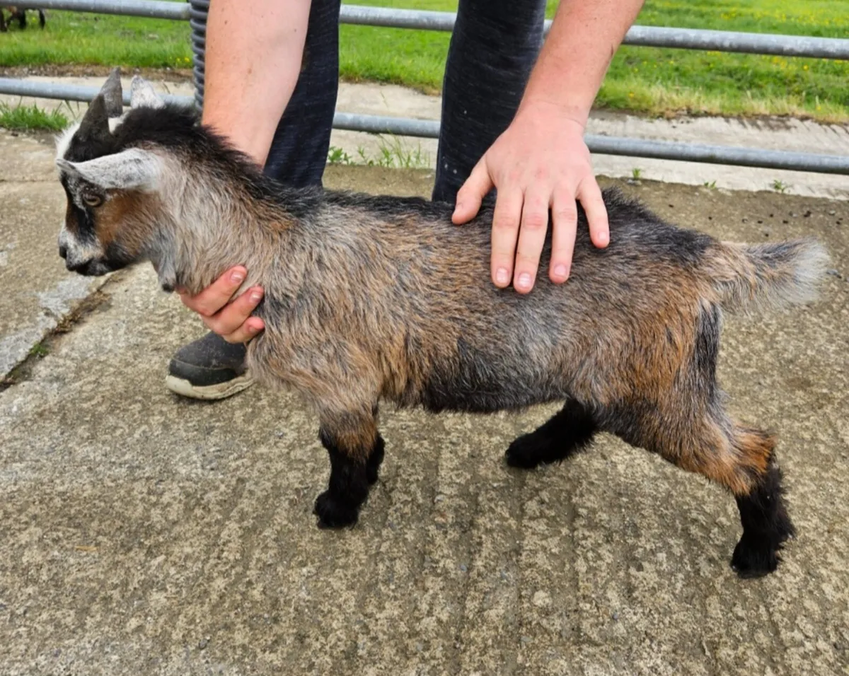 Pygmy goat - Image 4