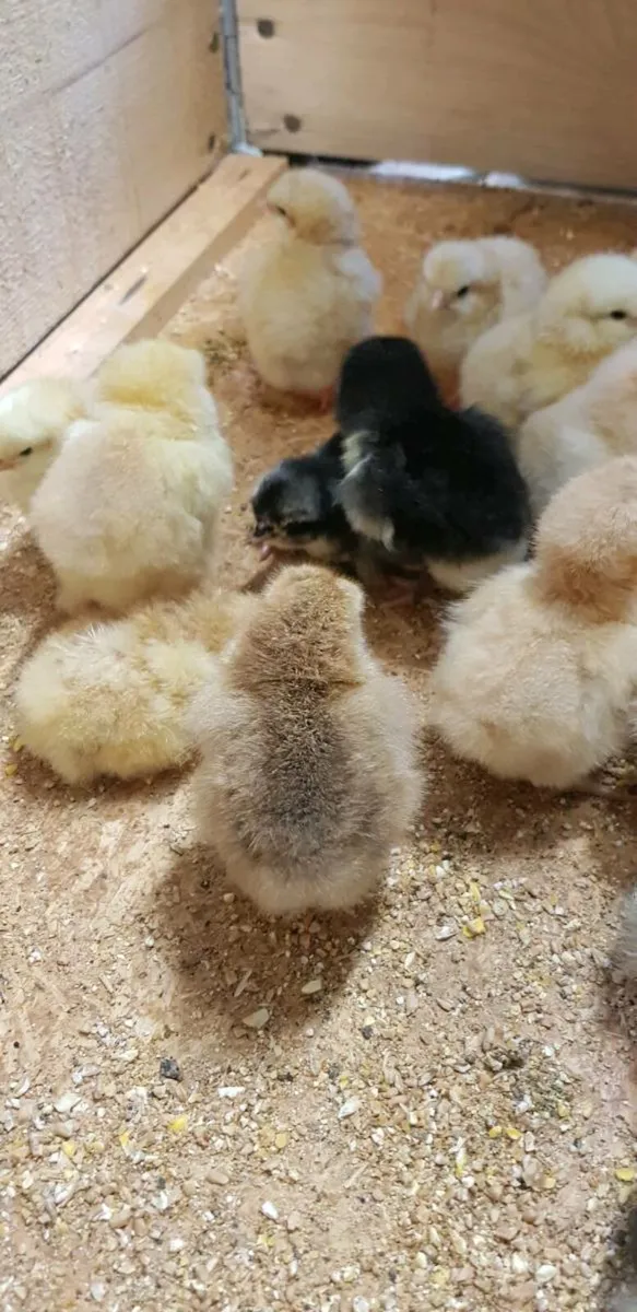 Day old chicks - Image 1