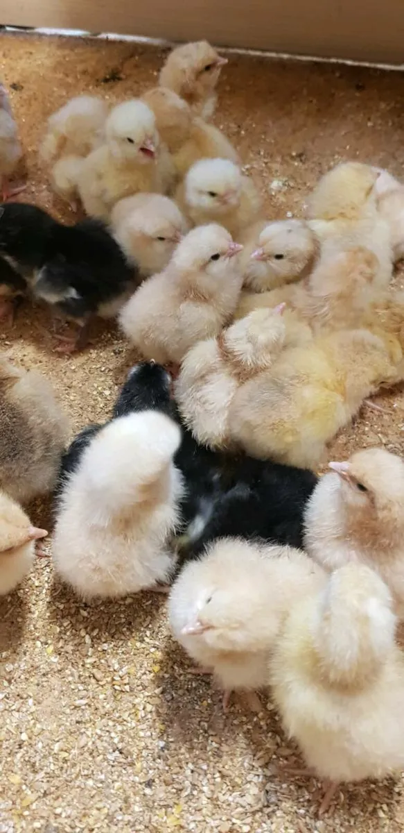 Day old chicks - Image 3