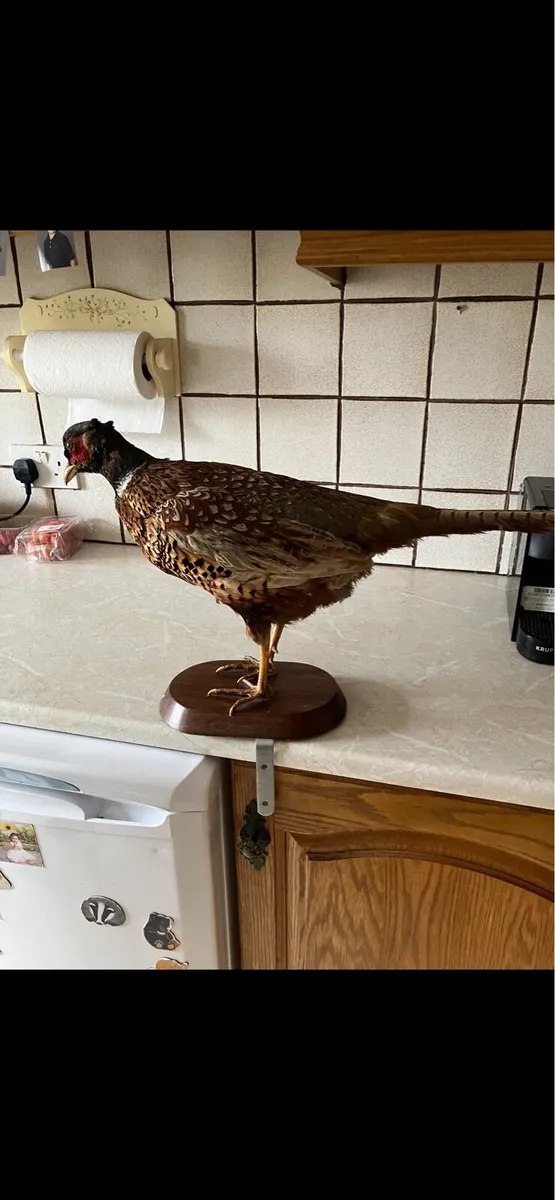 Stuffed Pheasant