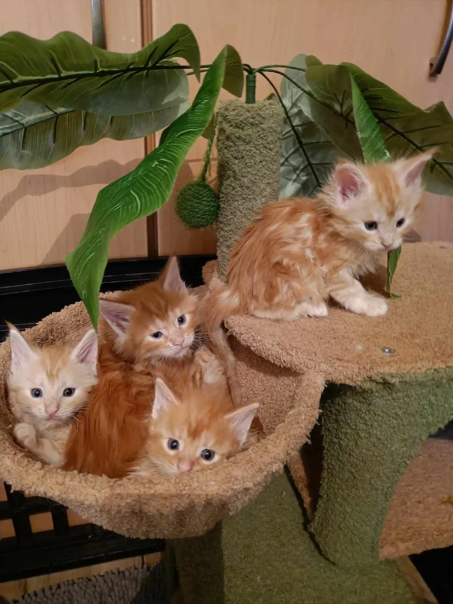 Maine Coon kittens for sale - Image 1