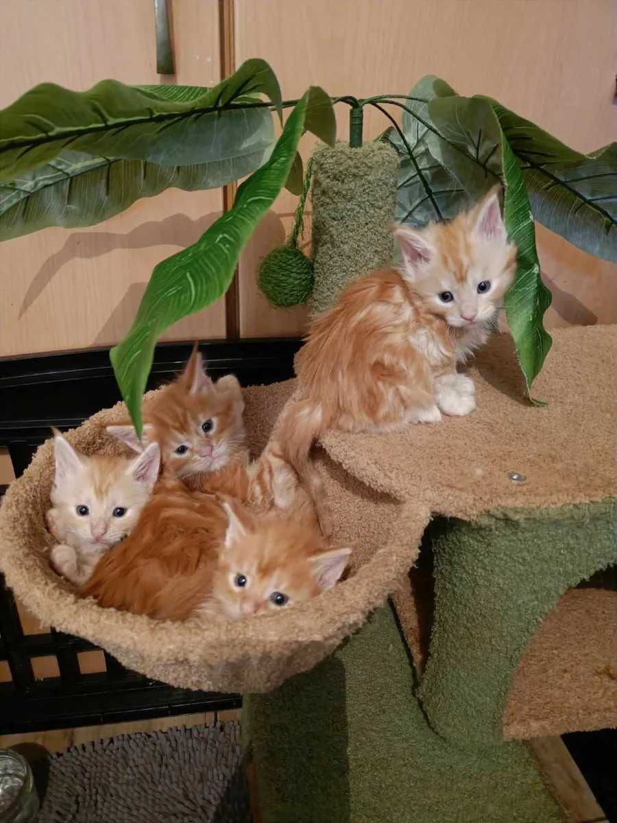 Maine Coon kittens for sale - Image 2