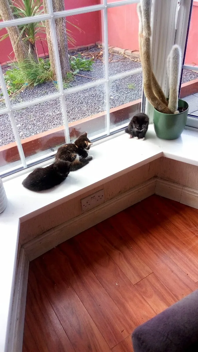 kittens - Image 3