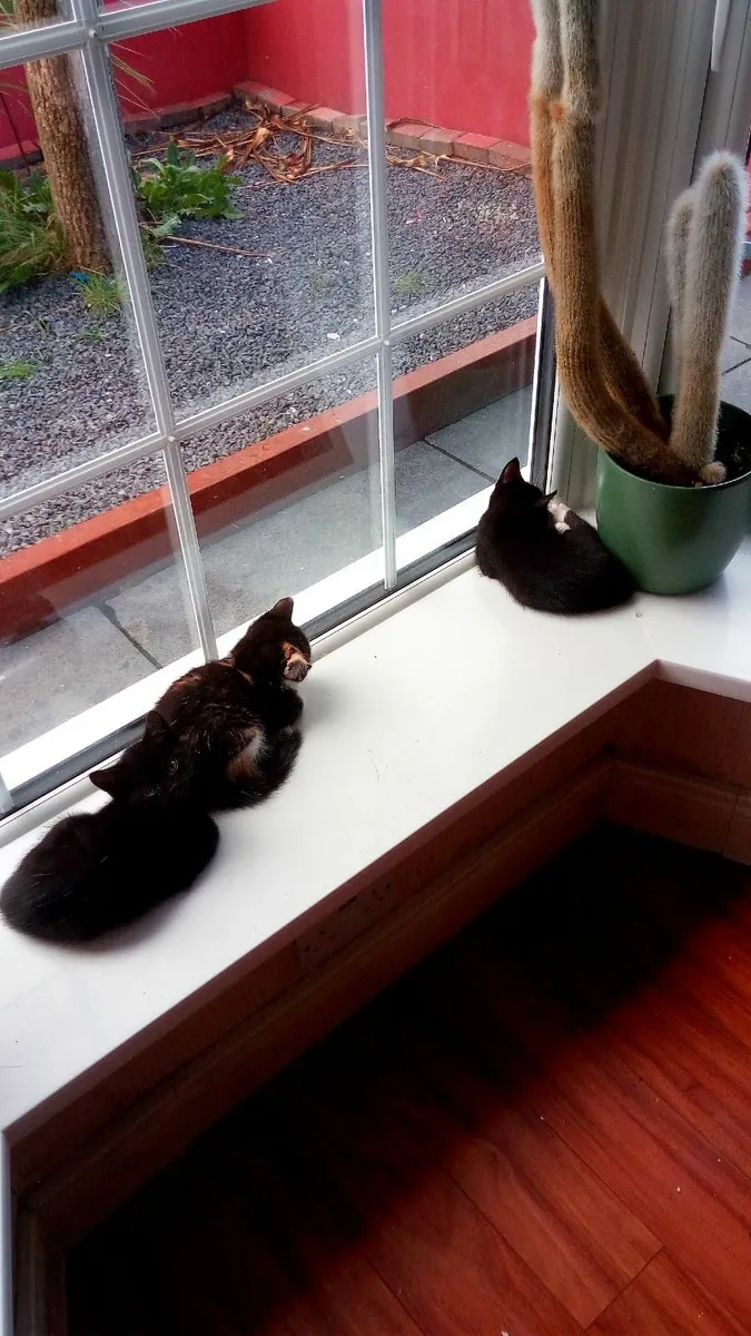 kittens - Image 4