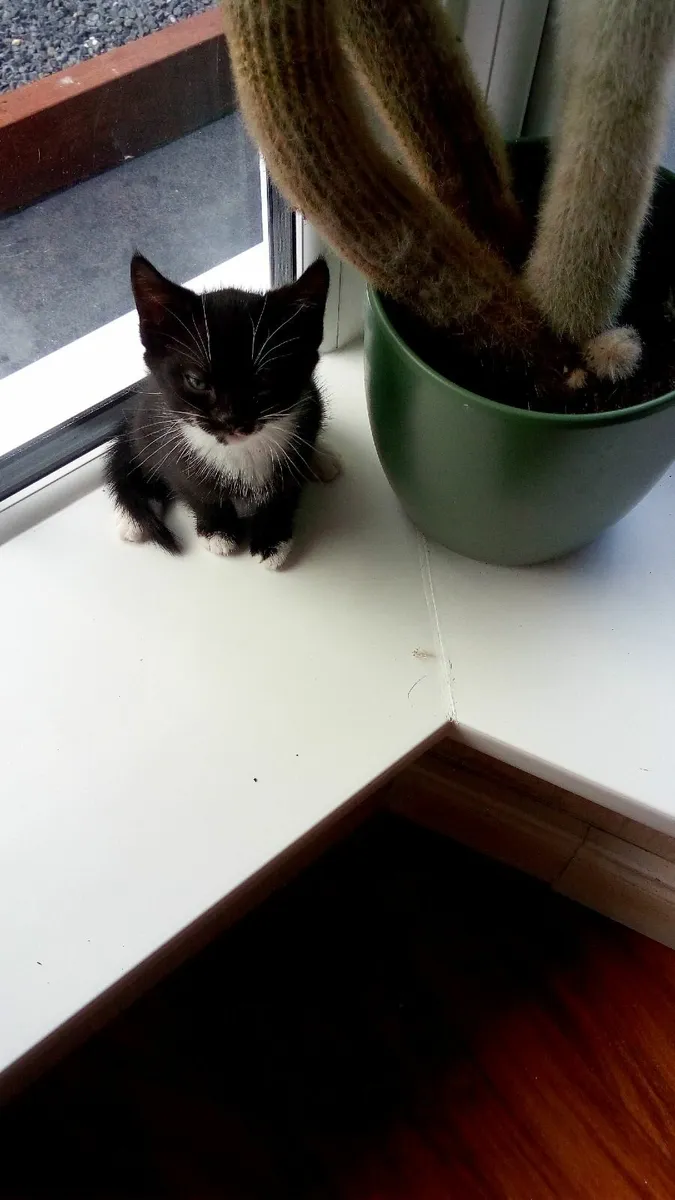 kittens - Image 2