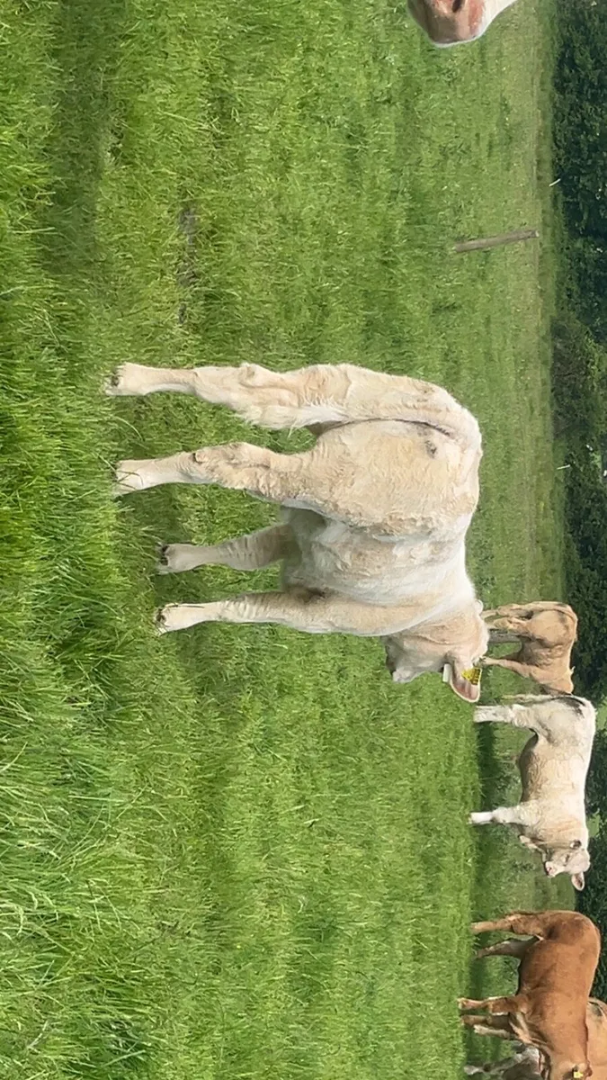 Pedigree Charolais cow and calf - Image 3