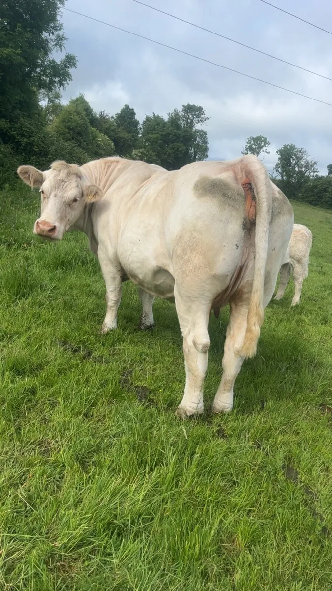 Pedigree Charolais cow and calf - Image 4