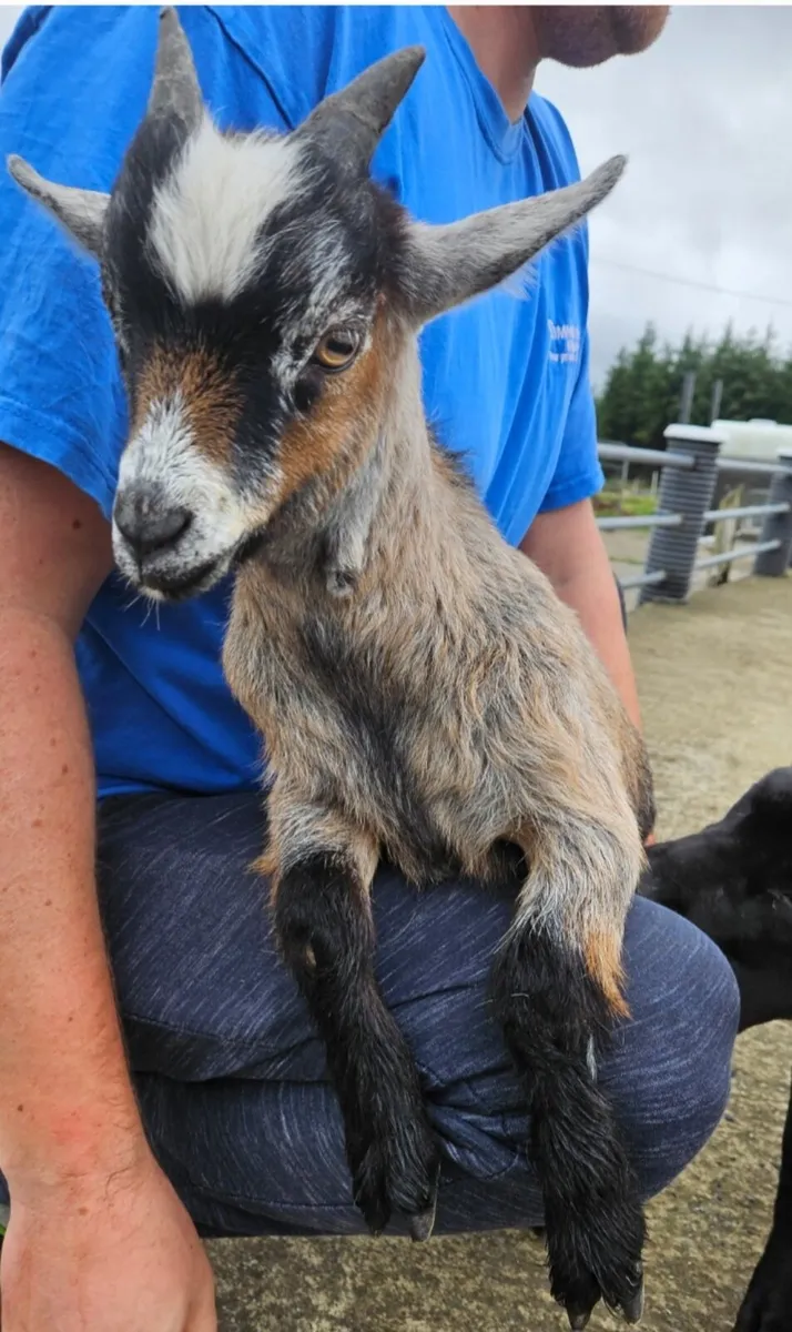 Pygmy goat - Image 1