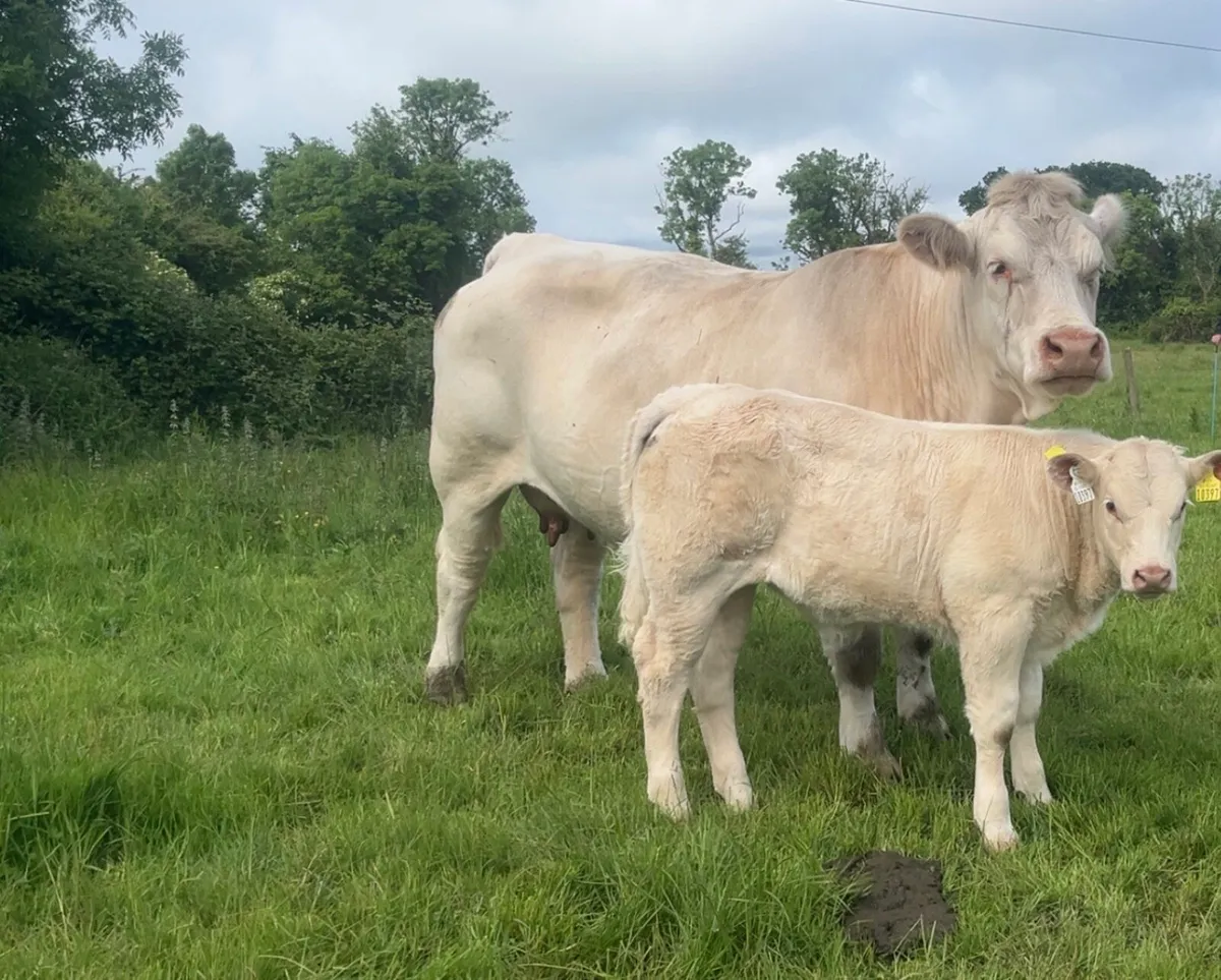 Pedigree Charolais cow and calf - Image 2