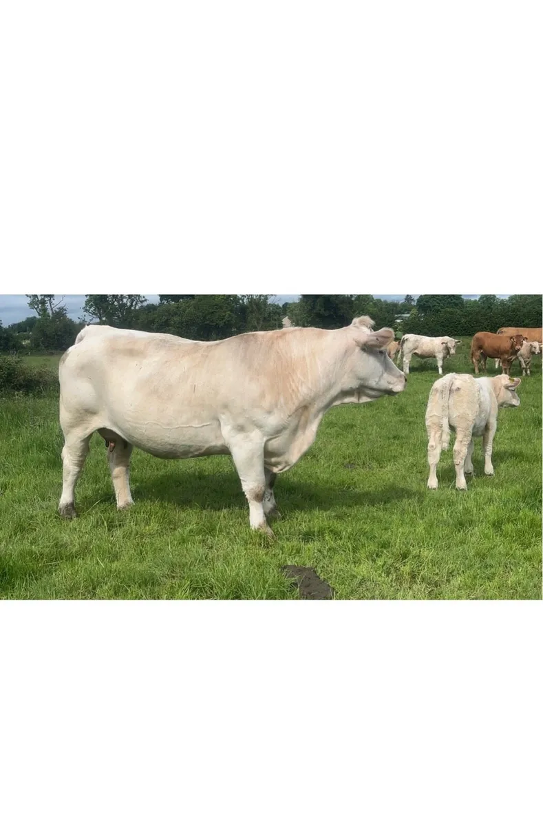 Pedigree Charolais cow and calf - Image 1