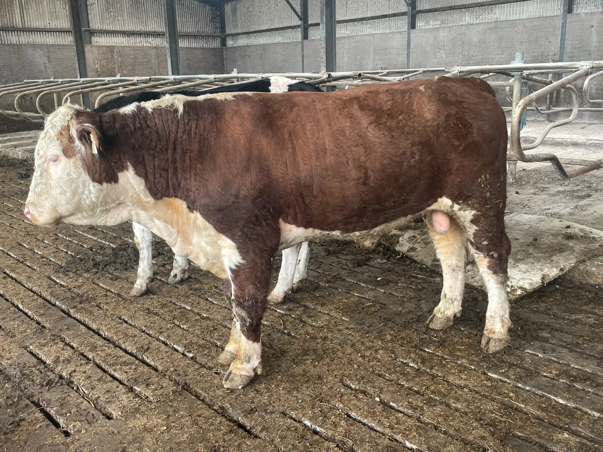 Pedigree Registered Hereford Bull
