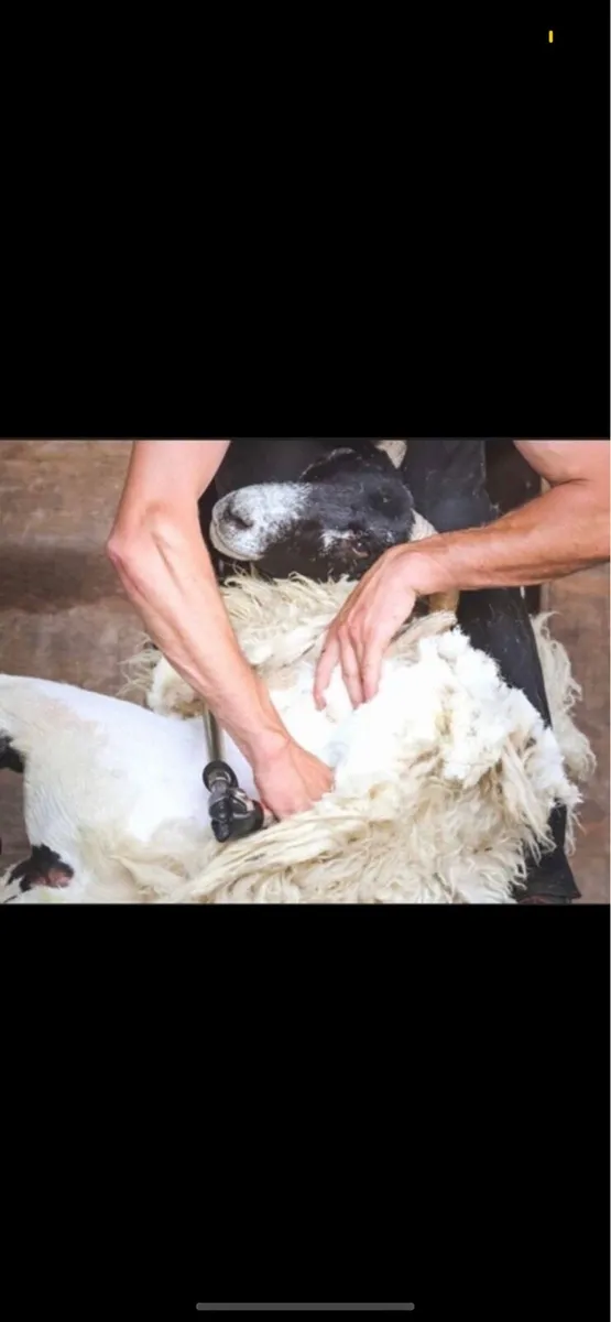 Sheep shearing