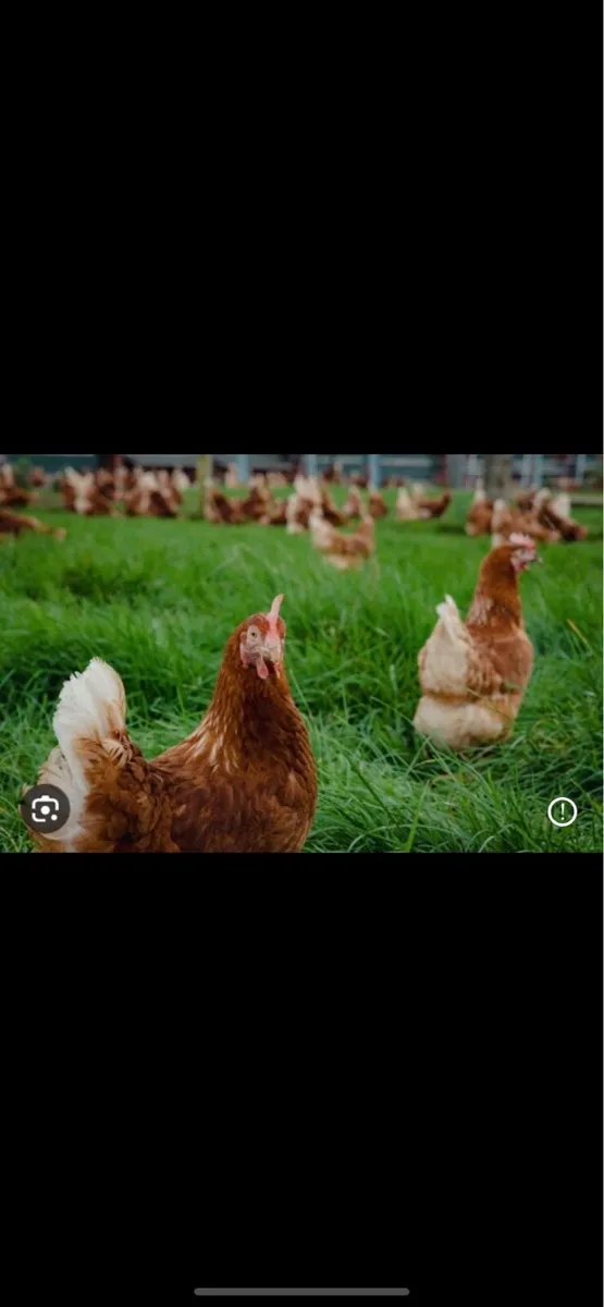 Poultry house wanted for egg production - Image 1
