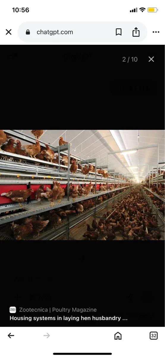 Poultry house wanted for egg production - Image 2