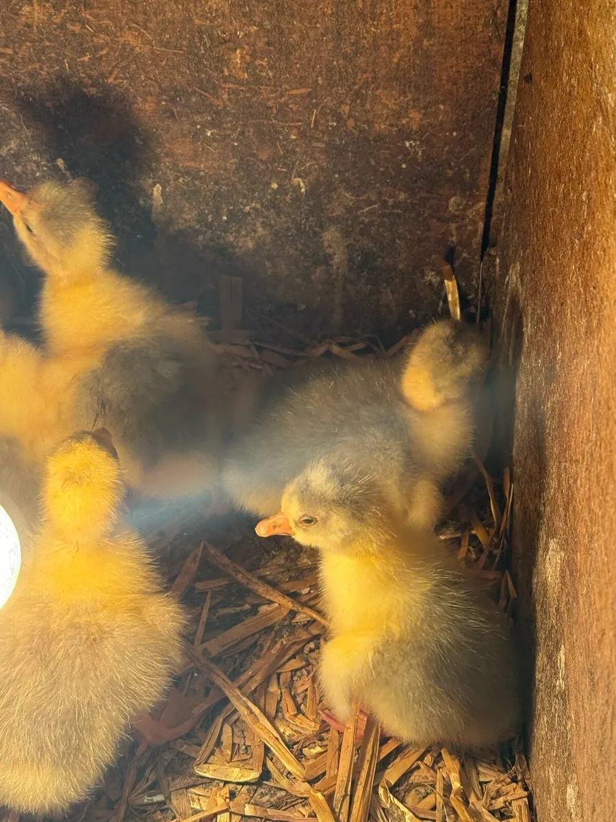Goslings - Image 2