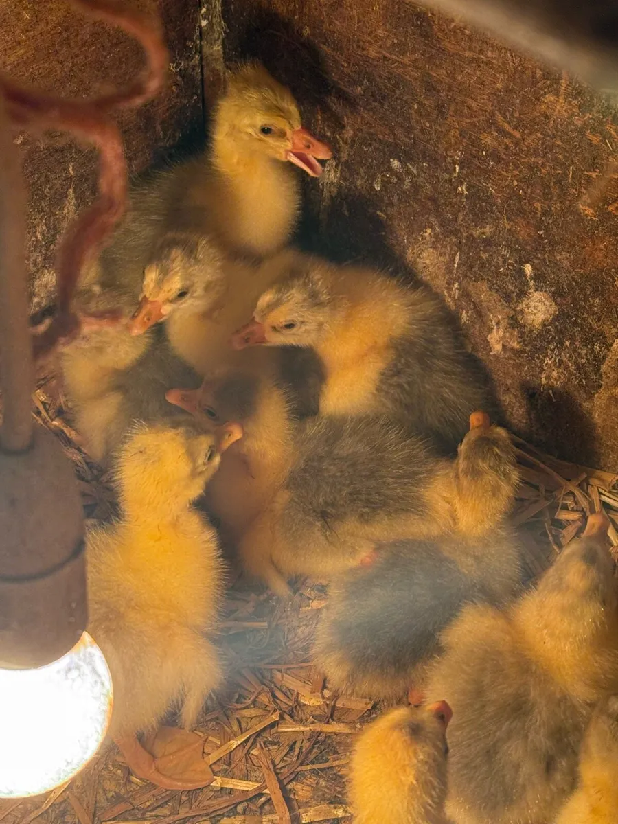 Goslings - Image 3