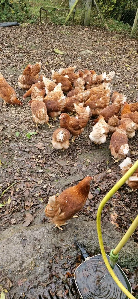 Hens/pullets every day in kildare - Image 2