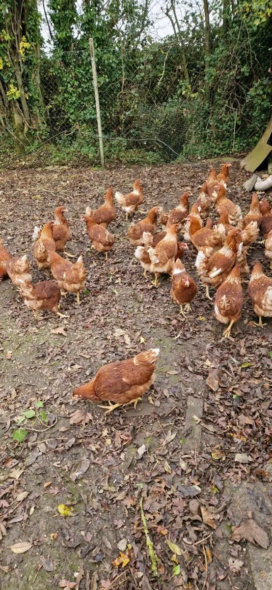 Hens/pullets every day in kildare - Image 4