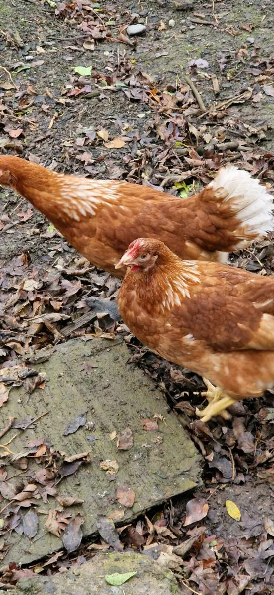 Hens/pullets every day in kildare - Image 2