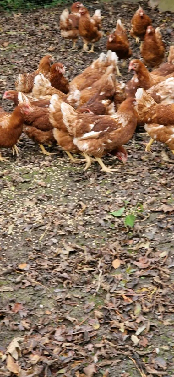 Hens/pullets every day in kildare - Image 3