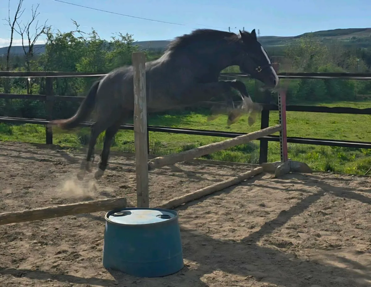 Pony with horses breeding - Image 1