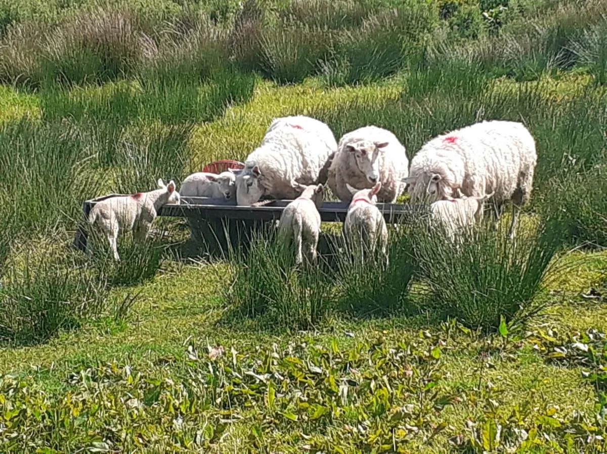 Ewe and lambs - Image 1