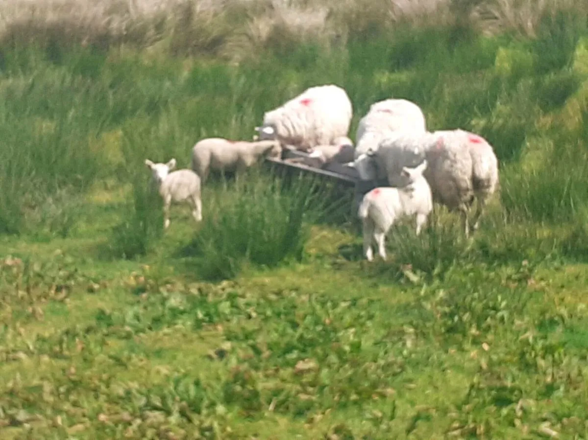 Ewe and lambs - Image 2