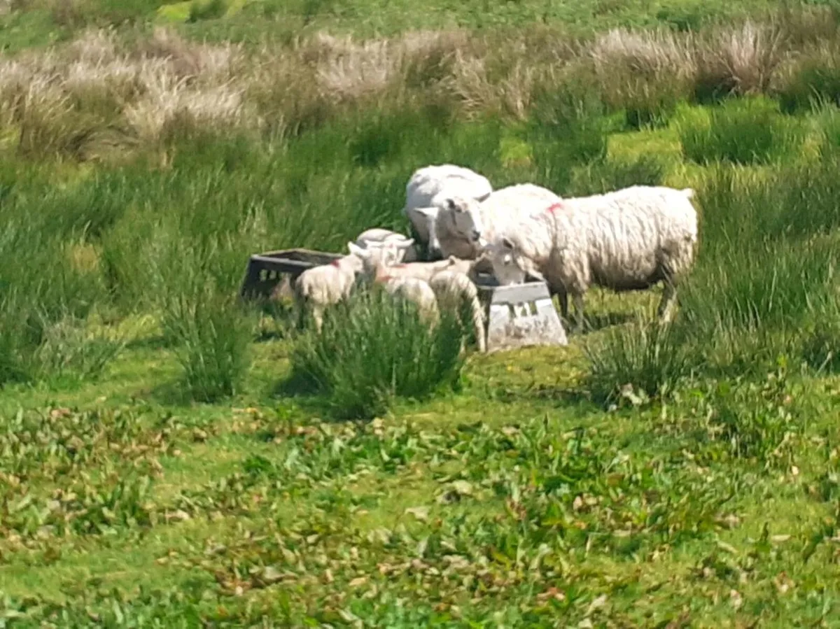 Ewe and lambs - Image 3