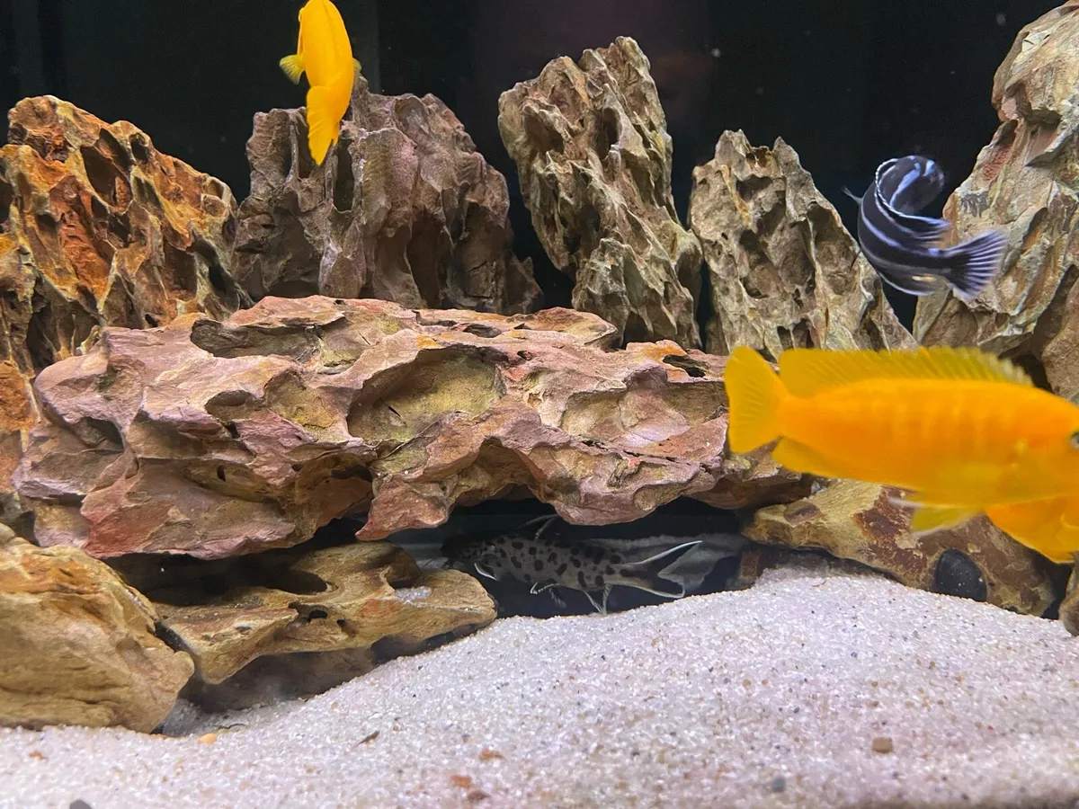 Malawi Fish tank - Image 4