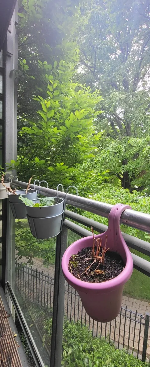 Plant pot - Image 4