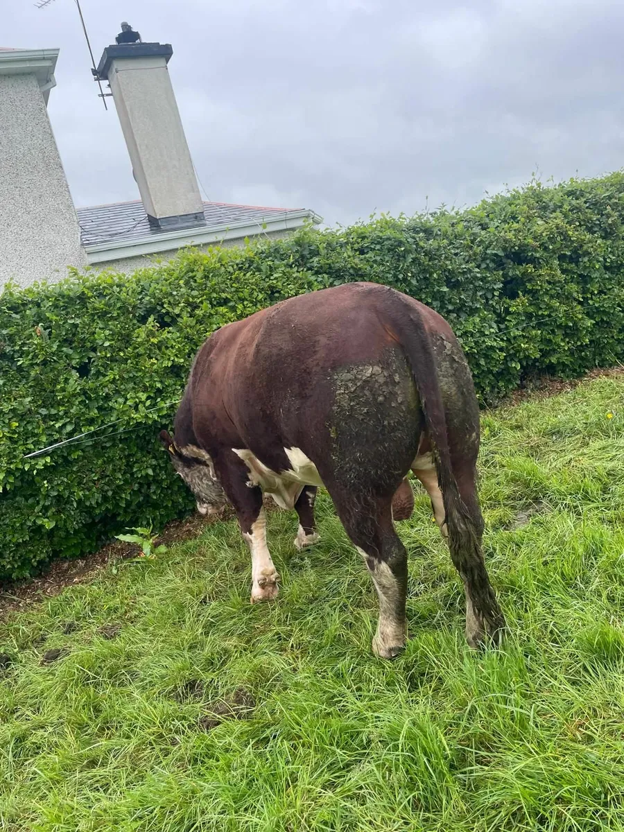 Bull - Image 3