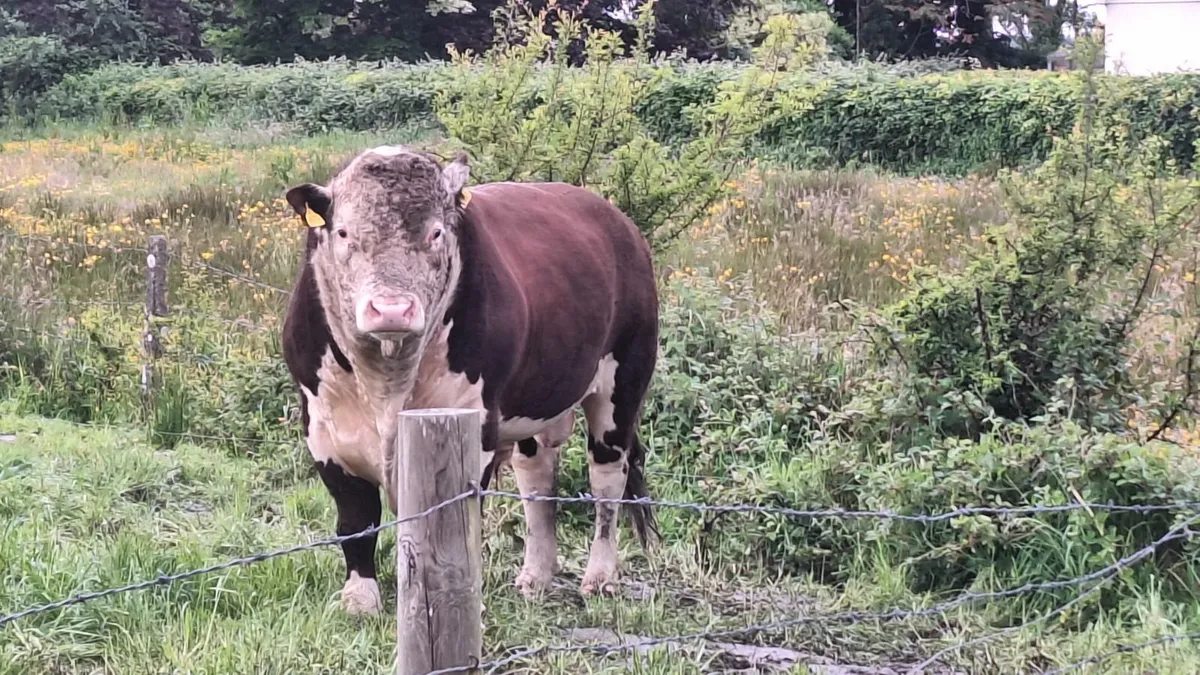 Bull - Image 1