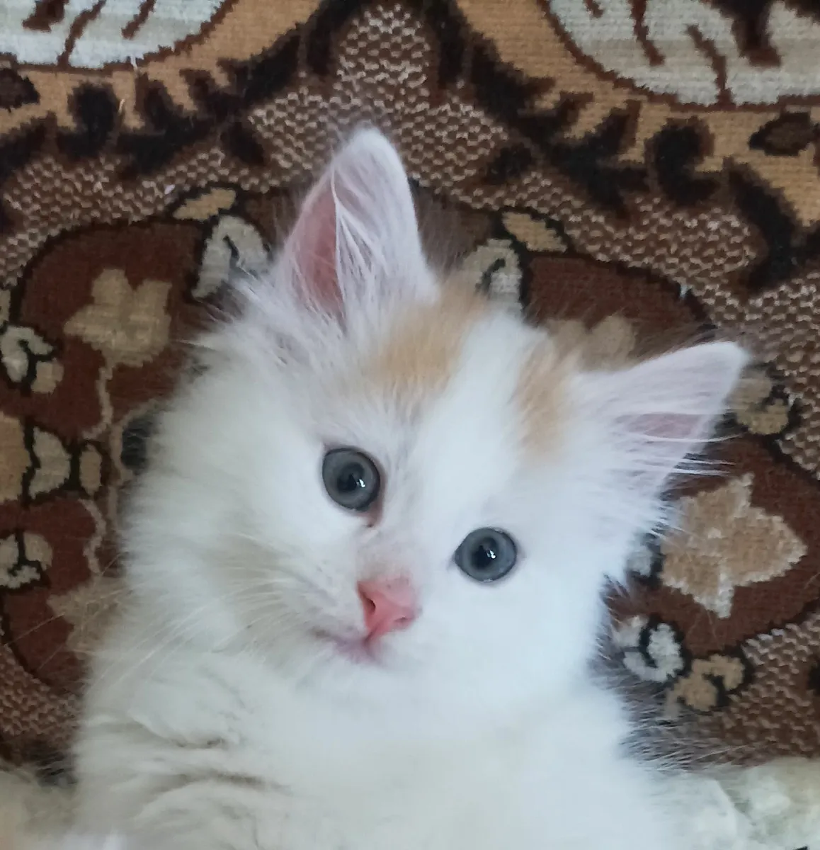 Turkish Van Kittens - Image 3
