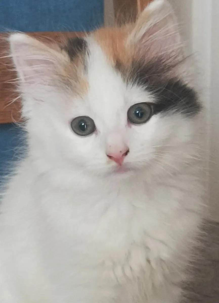 Turkish Van Kittens - Image 1