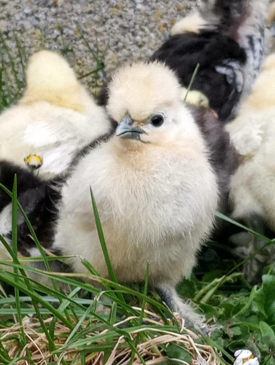 Hatching eggs - Image 1