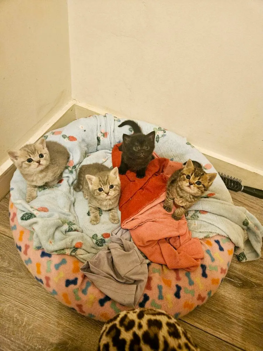 Brithsh Shorthair kittens no time wasters - Image 2