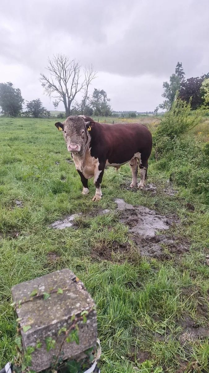 Bull - Image 2