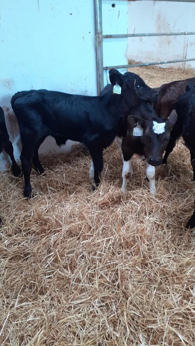 6 calves for sale - Image 1