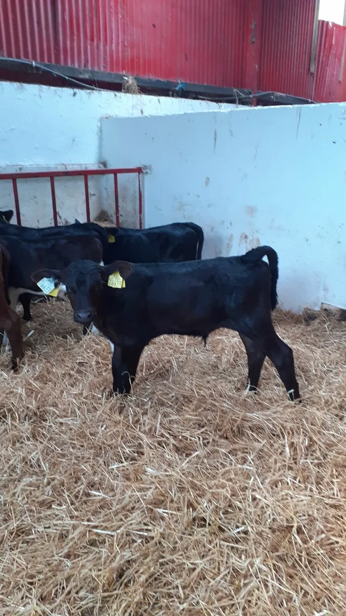 6 calves for sale - Image 2
