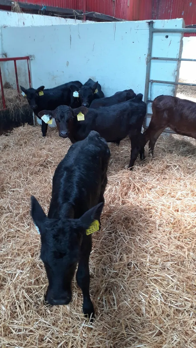 6 calves for sale - Image 3