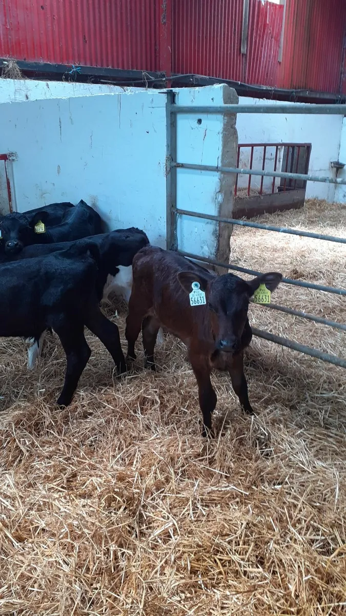 6 calves for sale - Image 4