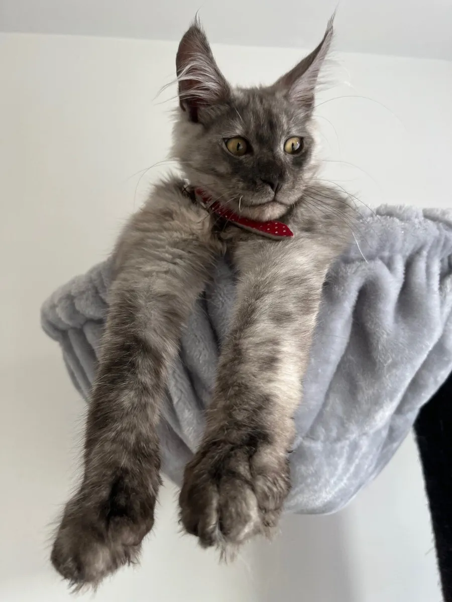 Kitten - Image 1