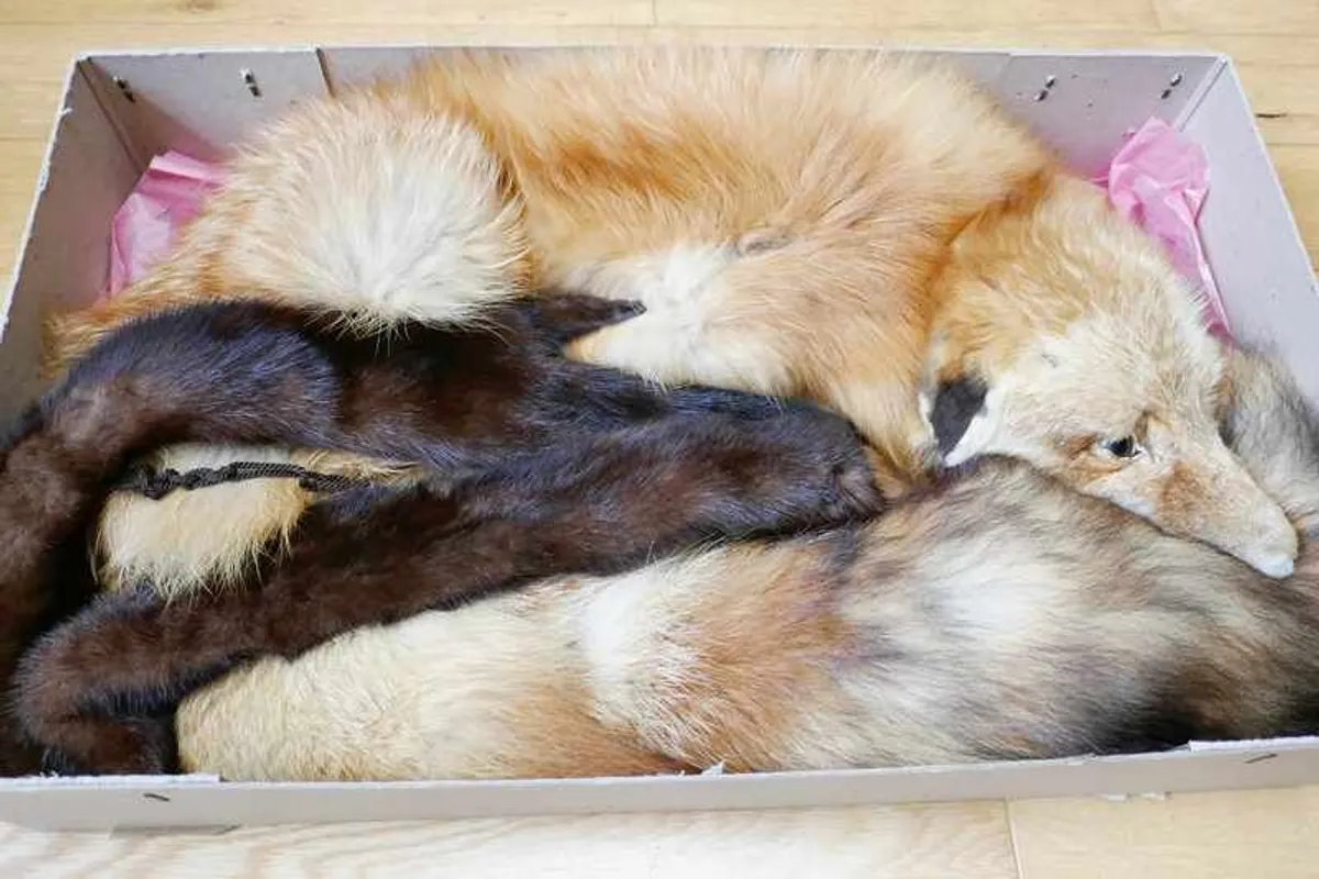 Fox and Mink Stoles - Image 1