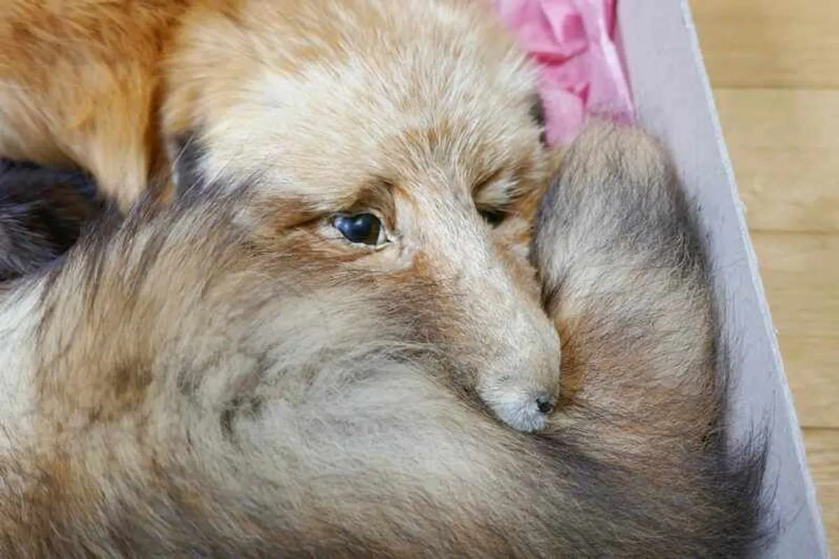 Fox and Mink Stoles - Image 3